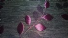 View AUBERGINE limited stock